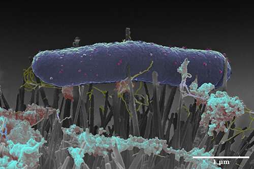 Insect wings hold antimicrobial clues for improved medical implants