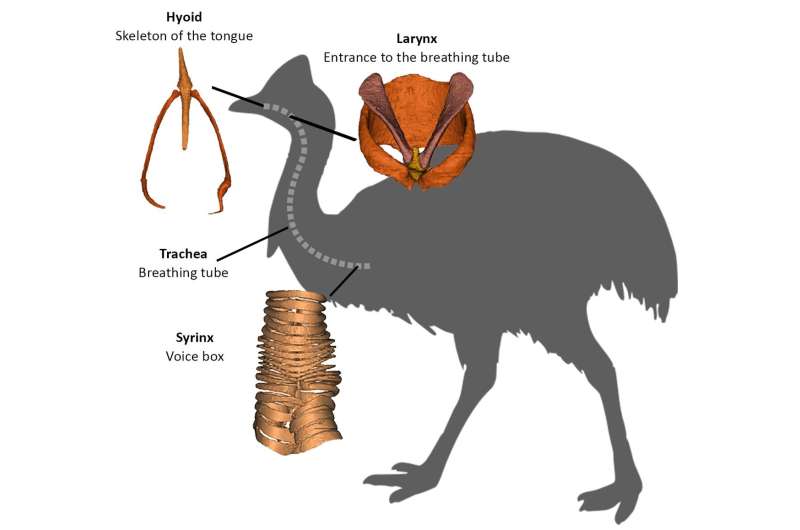 Inside story on cassowary evolution