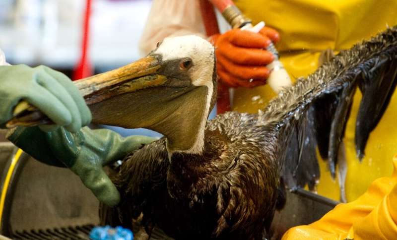 In this file photo taken on June 08, 2010, veterinarians clean an oil-covered brown pelican found off the Louisiana coast and af