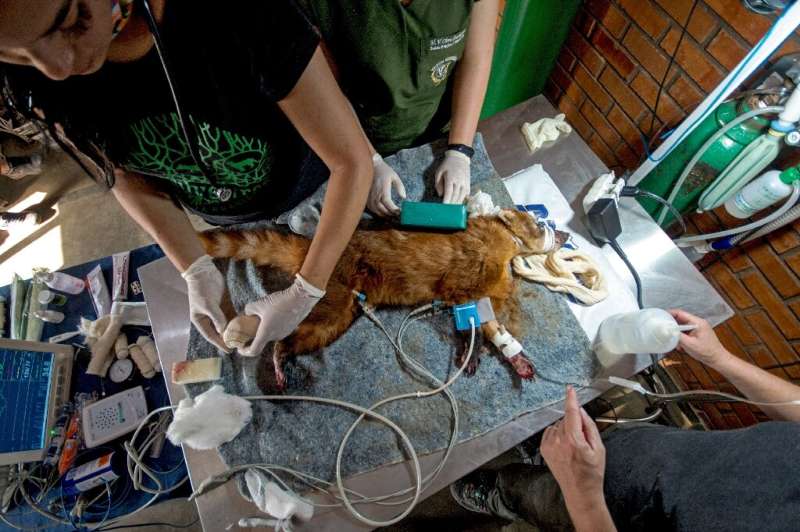 In this file picture taken on September 27, 2020 a ring tailed coati receives medical attention from vets at the Guilherme de Ar
