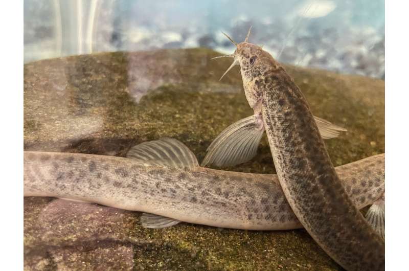 Invasive fish discovered in Georgia creek