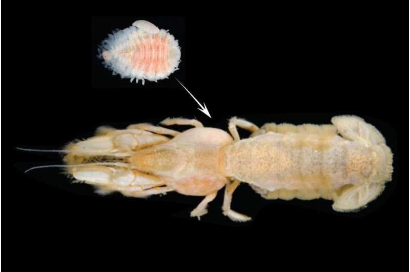 Invasive shrimp-sucking parasite continues northward Pacific expansion