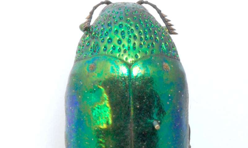 Jewel beetles' sparkle helps them hide in plain sight
