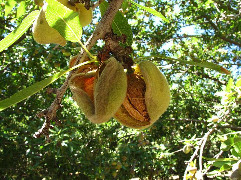 Keeping California a powerhouse of almond production