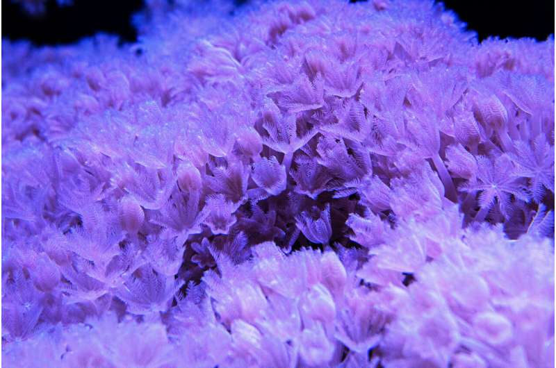 Knock-knock? Who's there? How coral let symbiotic algae in
