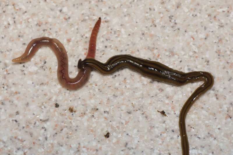 Land flatworms are invading the West Indies