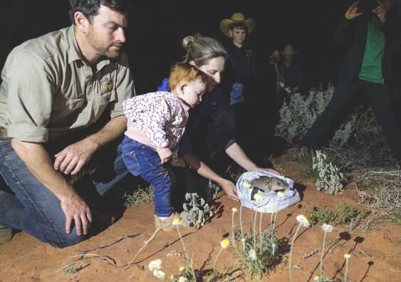 Landmark release sees bilbies return to Sturt National Park in NSW