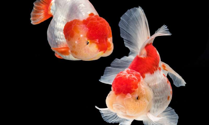 Large scale sequencing of goldfish and carp reveals their origins