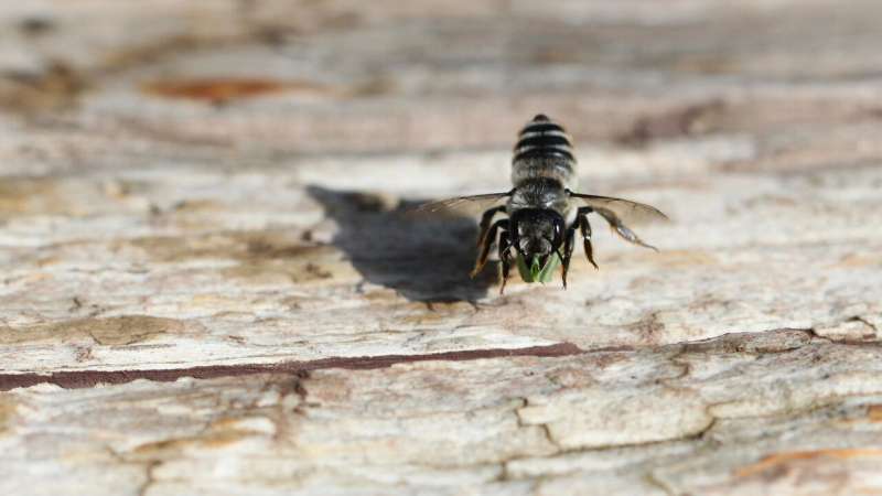 Leaf-cutter bees as plastic recyclers? Not a good idea, say scientists