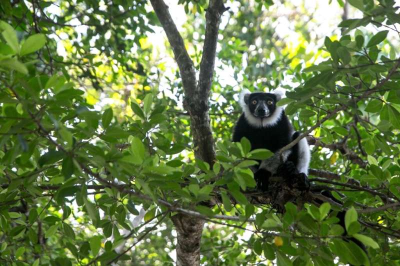 Lemurs are hunted for food and the illegal pet trade, while their forests are destroyed