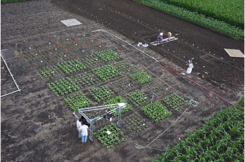 Light signal emitted during photosynthesis used to quickly screen crops