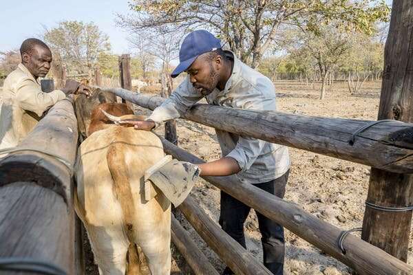 Lions are less likely to attack cattle with eyes painted on their backsides