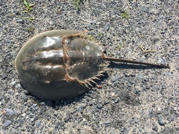 'Living fossils': we mapped a half-billion years of horseshoe crabs to save them from blood harvests