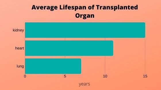 Looking for clues to improve the life of a transplanted organ
