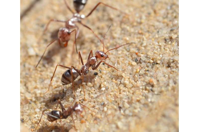 Losing flight had huge benefits for ants, finds new study