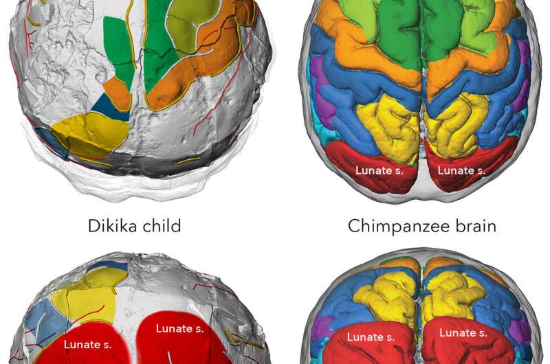 Lucy had an ape-like brain
