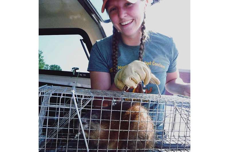 Many factors may contribute to steep, decades-long muskrat population drop
