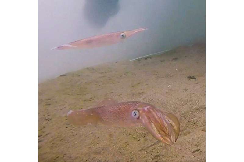 Mating squid don’t stop for loud noises