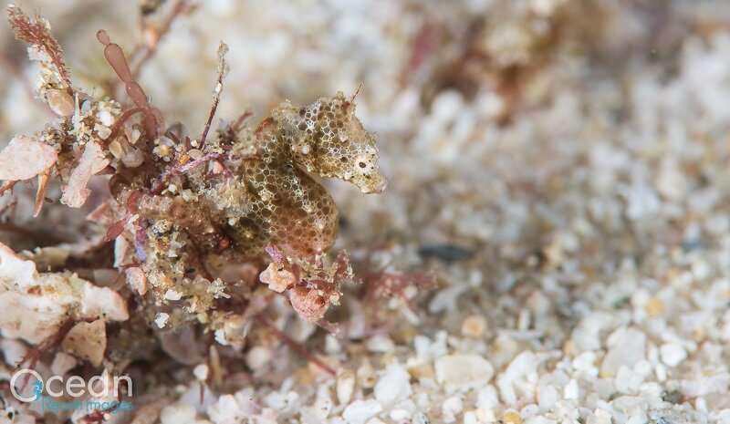 Meet Africa’s first pygmy seahorse species