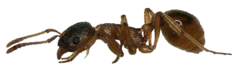 Melting properties determine the biological functions of the cuticular hydrocarbon layer of ants