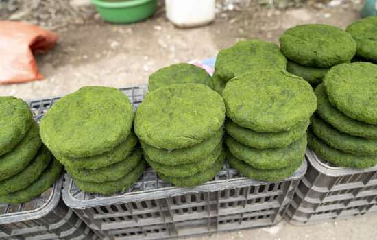 Microalgae, and future food for thought