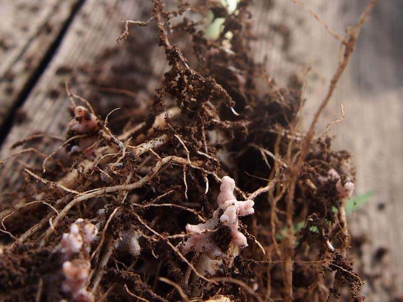 Microbes play important role in soil’s nitrogen cycle