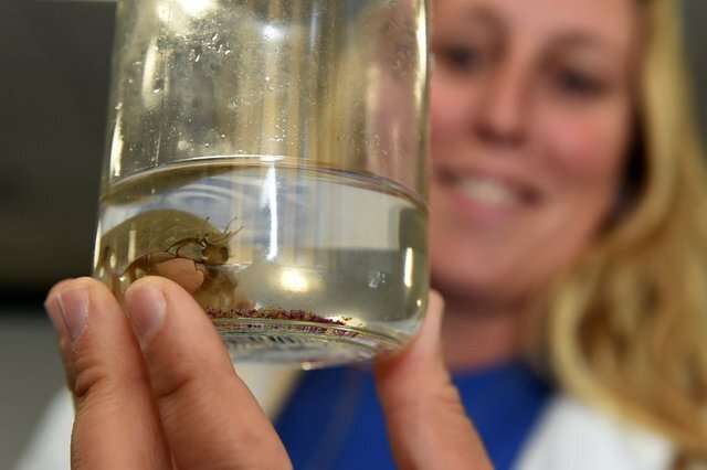 Microplastics affect sand crabs' mortality and reproduction, PSU study finds