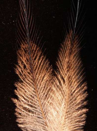 Microscopic feather features reveal fossil birds' colors and explain why cassowaries shine