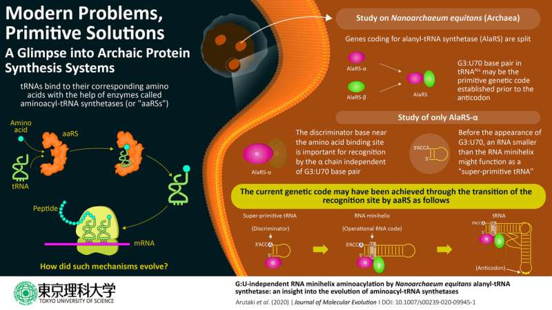 Modern problems, primitive solutions: A glimpse into archaic protein synthesis systems