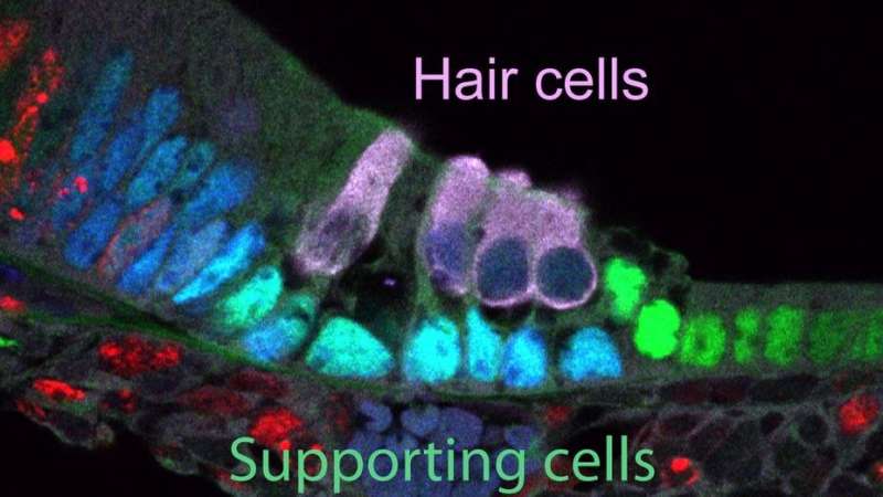 Molecular switch controls ability to repair hearing loss in mice