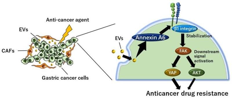 Molecule secreted by cancer-associated fibroblasts promotes anticancer drug resistance