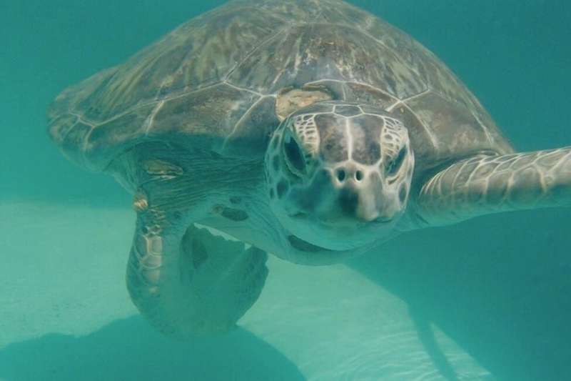 Most rehabilitating sea turtles with infectious tumors don't survive