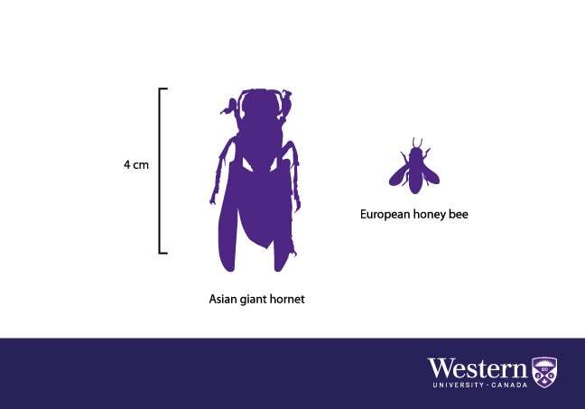 ‘Murder hornets’ add bite to bee population worries