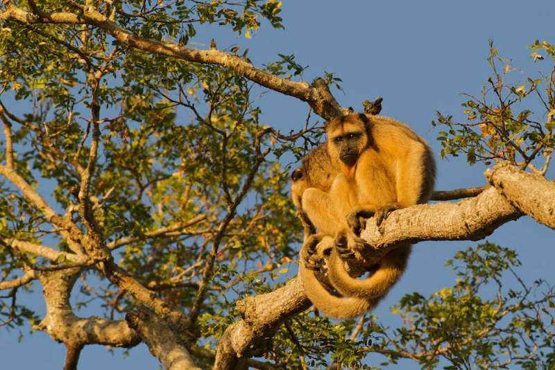 Mutations may have saved brown howlers from yellow fever virus
