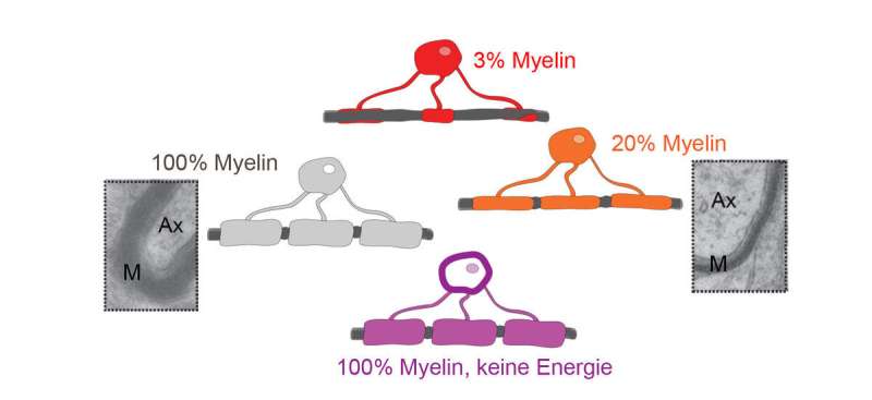 Myelin optimizes information processing in the brain