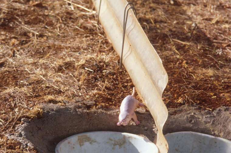 Naked mole rats migrate above ground with no help from the moon