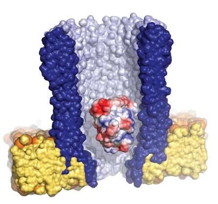 Nanopore reveals shape-shifting enzyme linked to catalysis