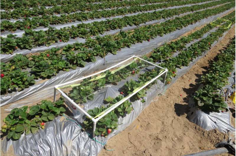 Natural habitat around farms a win for strawberry growers, birds and consumers