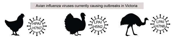 Nearly a half-million poultry deaths: there are 3 avian influenza outbreaks in Victoria. Should we be worried?