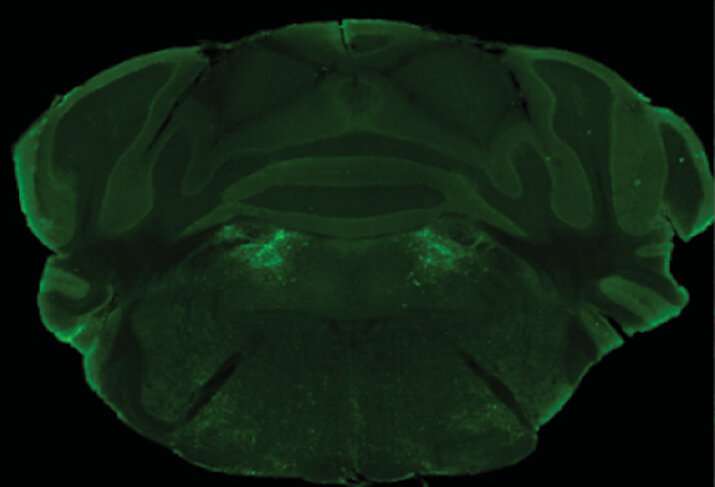 Neurons in the brainstem entice mice to keep snacking