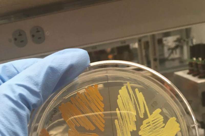 Never-before-seen bacterium found at Arnold Arboretum