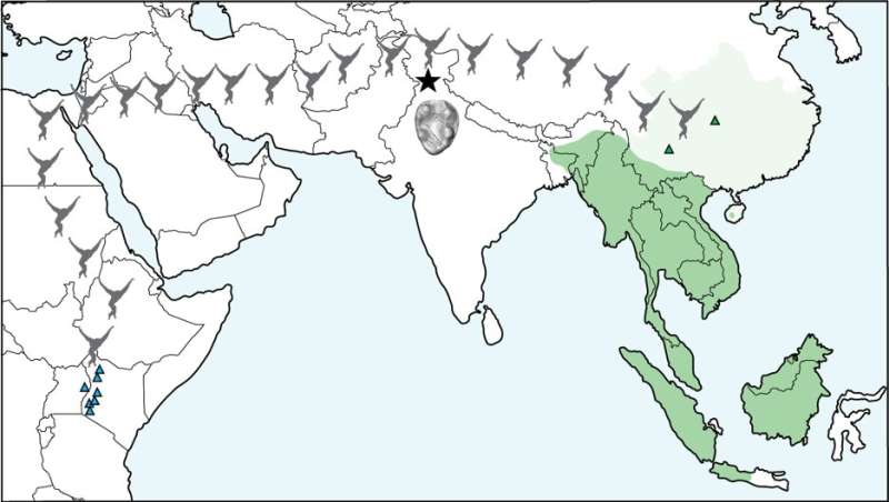 New fossil ape is discovered in India