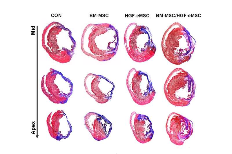 New in vivo priming strategy to train stem cells can enhance cardiac repair effectiveness