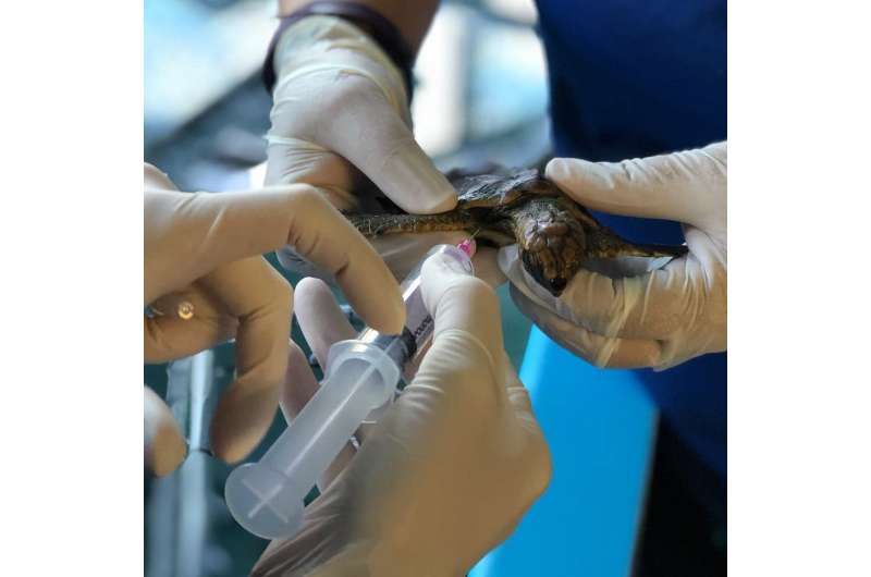 Newly hatched Florida sea turtles are consuming dangerous quantities of floating plastic