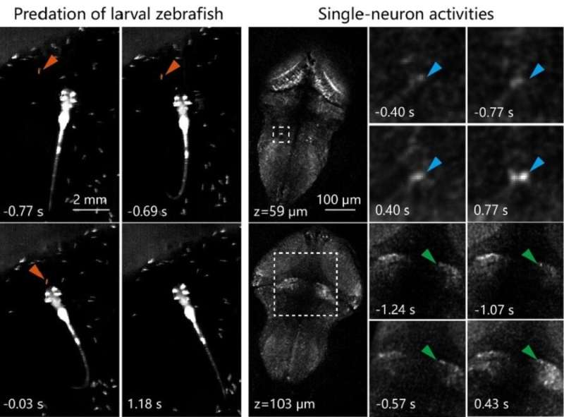 New method captures neural and vascular dynamics at high spatiotemporal resolution deep in brain