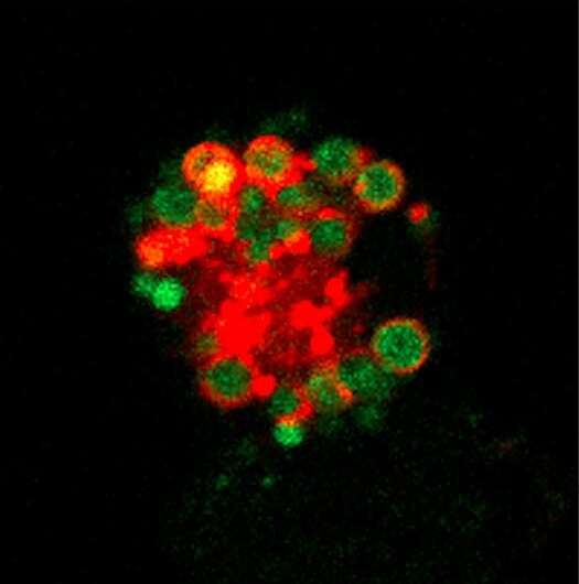 New molecular mechanism that regulates the sentinel cells of the immune system