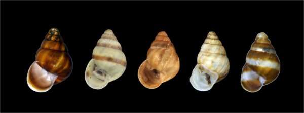 New native Hawaiian land snail species discovered, first in 60 years