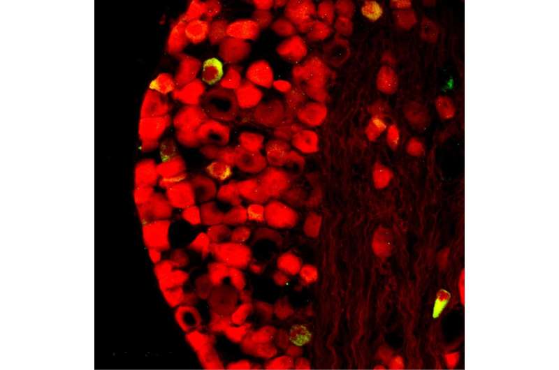 New reporter mouse strain offers powerful genetic tool to identify P2X2-expressing cells