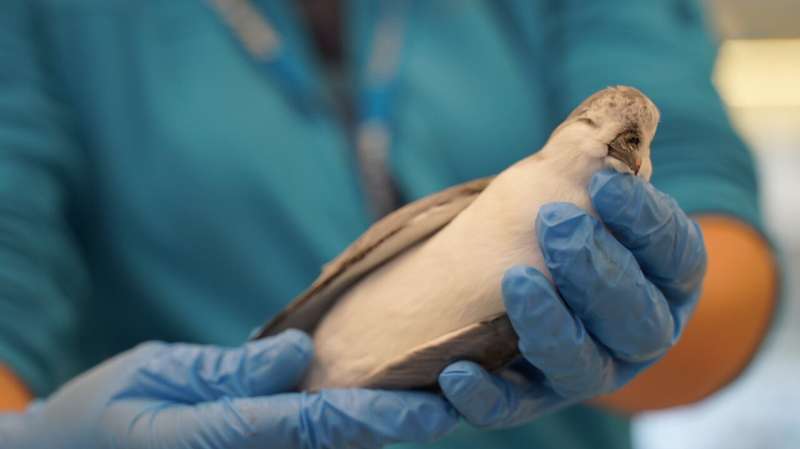 New study first to link plastic ingestion and dietary metals in seabirds