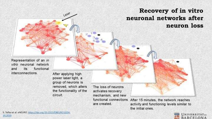 New tool to study how neuronal networks recover their function after neuron loss